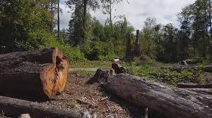 Best Stump Grinding and Removal  in Badger, AK