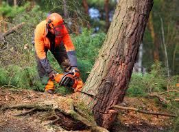 Best Hazardous Tree Removal  in Badger, AK